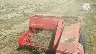 Прессую дикий клевер прессом Welger Ap 61