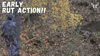 Back in KENTUCKY| Early RUT ACTION on public land