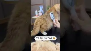 pet Hair Comb cat & Dogs Gadgets #pets #pet #petgadgets