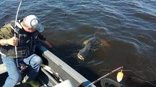 сомик 2