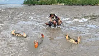 Mud Crab Catching at Low Tide – Massive Crabs Found!