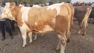 АНДИЖОН ШАХРИХОН ЧУЖА МОЛ БОЗОРИ БУГОЗЛАР НАРХЛАРИ 2021 ANDIJON SHAXRIHON CHÒJA MOL BOZORI NARXLARI