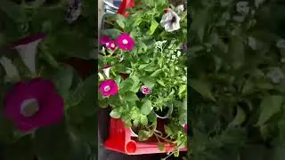 Гортензия Металлика, самарская Лидия, Полестар, Вимс Ред -р9 заказ https://vk.com/club218971573