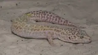 Lagartixa leopardo, uma bela lagartixa que não sobe em paredes e é um dos Pets mais queridos.