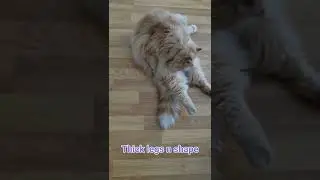 Der Astralkörper einer Katze😂