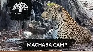 Leopard cub plays with mom |  Botswana | Machaba Camp