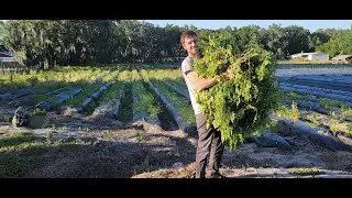Moringa - The New Superfood!
