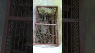 Ловля певчих птиц (щегол, чиж, овсянка, репел)