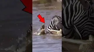 ЗЕБРА напала на КРОКОДИЛОВ😳