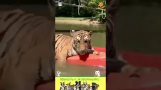 vприколы с животными , смешные моменты , веселые коты и собаки  , кошки  
