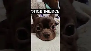 #shortvideo