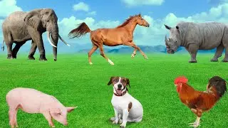 Animal Habitats - Elephant, Horse, Pig, Chicken, Rhinoceros, Dog - Animal Sounds