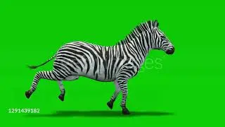 Zebra run green screen