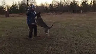 Как правильно играть с собакой.