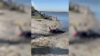 «Спіймай баригу» - це про людяність та небайдужість.