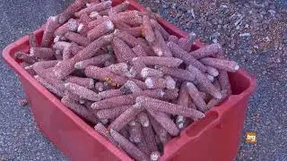 A Pistrino di Citerna si è svolta la Scartocciatura