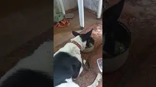 Дар у меня есть #собака #юмор #приколы #дар #дача