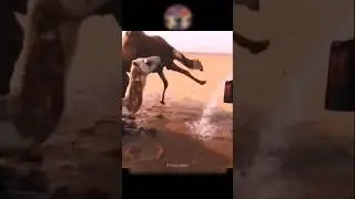 Camels thanked the Waterman and God with dance 😍🥹