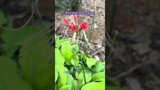 The Peruvian Lily (#botany)