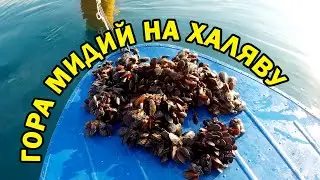 Мидии  Устрицы   Рыбалка  ставрида Море