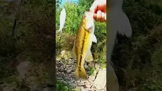 largemouth in this creek #nature #bass #fishing #fishinggear #iowaoutdoors #iowa