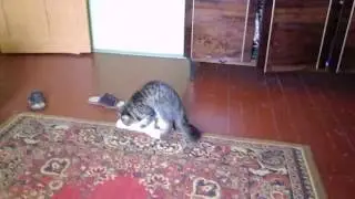 Кот и игрушка