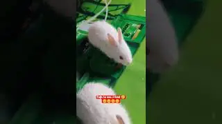 so cute baby rabbit #trending #short video #cutebaby