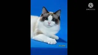 kompilasi foto foto kucing lucu