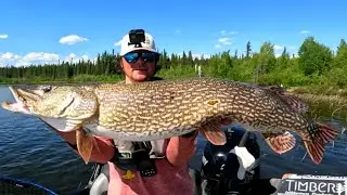 Giant Fish in Shallow Clear Water (Major Fishing Fail) #northernpike #esox #fishing #vikinglodge