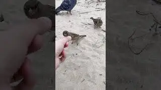 коричневый снегирь