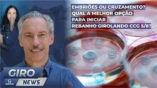 Embriões ou Cruzamento? Qual a Melhor Opção para Iniciar Rebanho Girolando CCG 5/8?