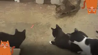 Cats Everywhere!!! The Ontario Rescue, Montclair CA: & Lots of So Cute Pusheen Toys