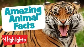 MORE AMAZING ANIMALS | Laugh, Learn and Play | 2020 Compilation | Highlights Kids