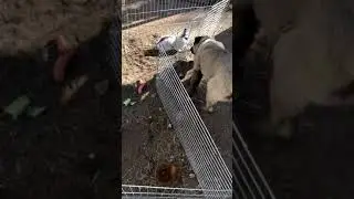 Kangal vs Bunny