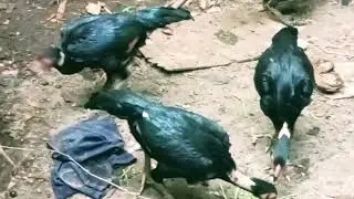 @FighterCockSportBird #quality chicken breeds #update Vietnam chicken #aseellovers