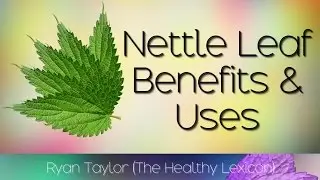 Nettle Leaf: Benefits and Uses