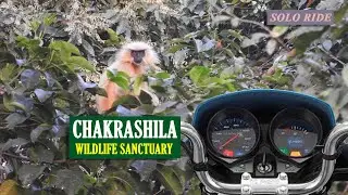 Assam Kokrajhar dhubri Chakrashila Wildlife Sanctuary For Golden Langur