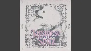 Japanese Spitz