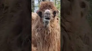 2 Camels #camel