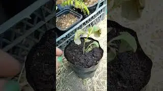 Саженцы с Авито спустя 10 дней 