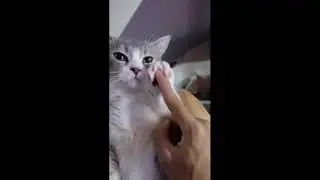 Милашки - обаяшки. Выпуск 1.