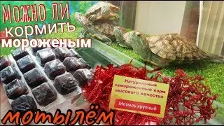 Кормление красноухих черепах замороженым мотылём. Черви, личинки.