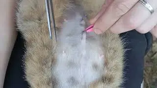КАК МЫ СНИМАЛИ ШВЫ КОШКЕ