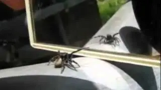 Spinne erkennt sich im Spiegel - Mirror Spider