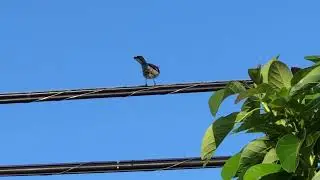 Mockingbird