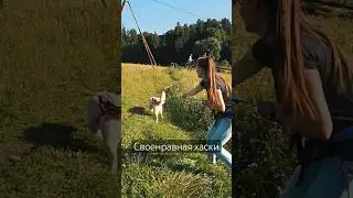 Сразу ясно, кто лидер😅 