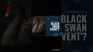 Black swan explained in Hindi