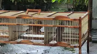 CHO TẮM CŨNG BỤP NHAU