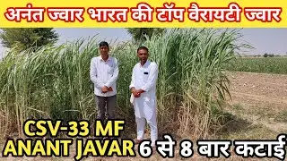 अनंत ज्वार 👌ज्वार की टॉप वैरायटी Anant Jawar 👌Top Variety of Jawar ‎अनंत ज्वार CSV-33 MF ANANTjavar