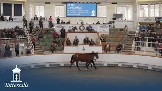 Tattersalls October Yearling Sale Book 1 Day 2 Review 2022